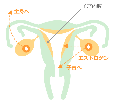 卵巣内にある卵胞からエストロゲンが分泌される図