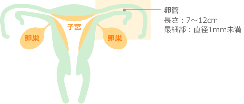 卵管 長さ:7~12cm、再細部:1mm未満