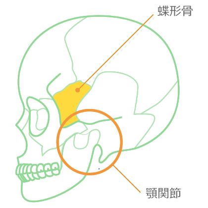 頭蓋骨の図、蝶形骨、顎関節の位置を示す